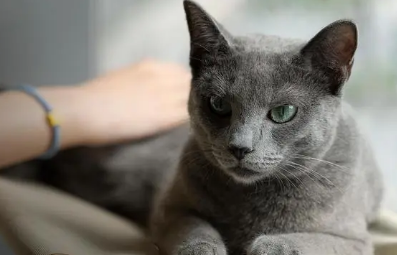 刚出生的小猫怎么养 刚出生的小猫怎么养