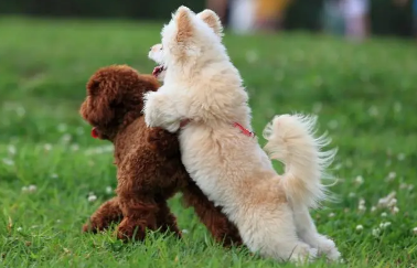给犬梳毛要知道以下几点知识，赶紧收藏好！