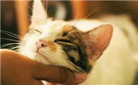 小猫可以喂泛昔洛韦吗