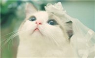 母猫夏天会发春吗