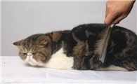 猫身上有跳蚤怎么办