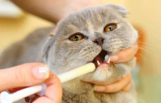 给猫猫驱一次虫要注意什么,小白们快看过来~ 给猫猫驱一次虫要注意什么,小白们快看过来~
