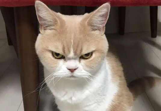 猫可以吃火龙果吗