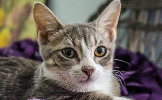 猫咪感冒会自愈吗