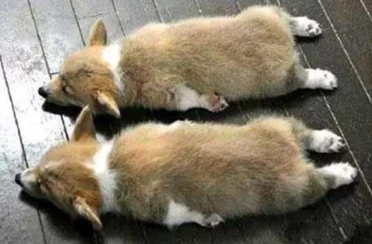 狗狗怀孕后可以驱虫吗有影响吗
