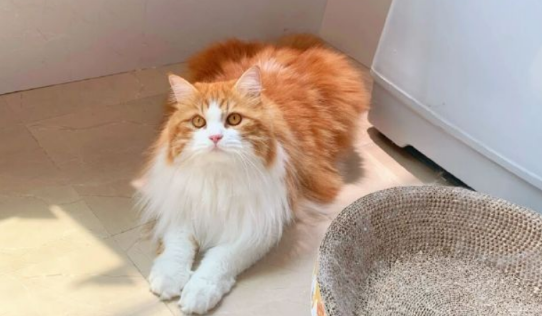 家里养的猫咪能养驱蚊草吗 家里养的猫咪能养驱蚊草吗