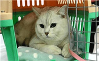 猫得猫癣是什么原因