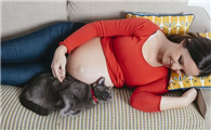 猫可以吃西瓜皮吗怎么喂