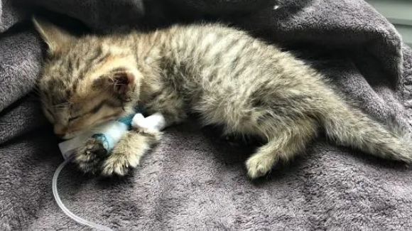 猫瘟潜伏期能有20天不发病吗 猫瘟潜伏期能有20天不发病吗