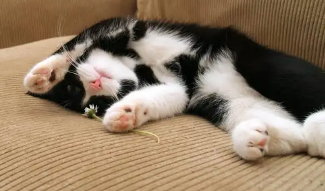猫为什么天天睡觉不吃东西 猫为什么天天睡觉不吃东西