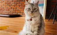 公猫突然随便尿怎么办
