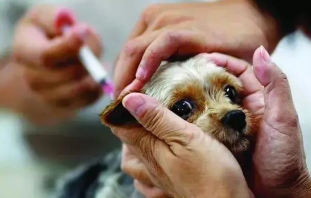 狗狗有点拉肚子可以吃蒙脱石散吗 狗狗有点拉肚子可以吃蒙脱石散吗