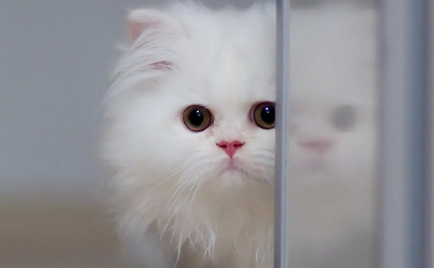 母猫一年生两窝可以吗