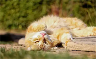 猫生过小猫后多久会再次发情