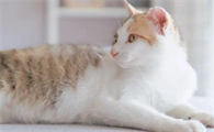 猫咪怀孕几个月生