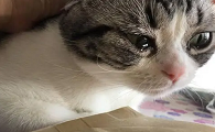 猫会不会哭掉眼泪