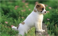 狗狗驱蚊用什么东西比较好