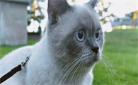 猫把自己眼睛挠伤怎么办