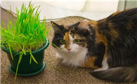 驱蚊草对猫有害吗