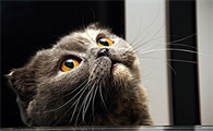 猫怀孕后吃什么比较好呢