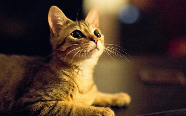 猫咪肚子下面有一坨赘肉是生病了吗 猫咪肚子下面有一坨赘肉是生病了吗