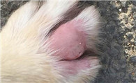 金毛犬脚趾发炎怎么办