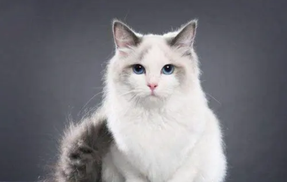 猫咪耳炎是什么原因引起的怎么治疗 猫咪耳炎是什么原因引起的怎么治疗