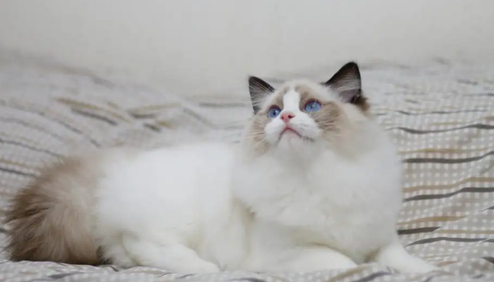 布偶猫哪个色最贵 布偶猫哪个色最贵