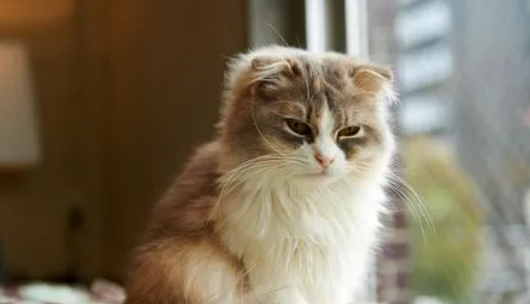 母猫多长时间闹一次呢？