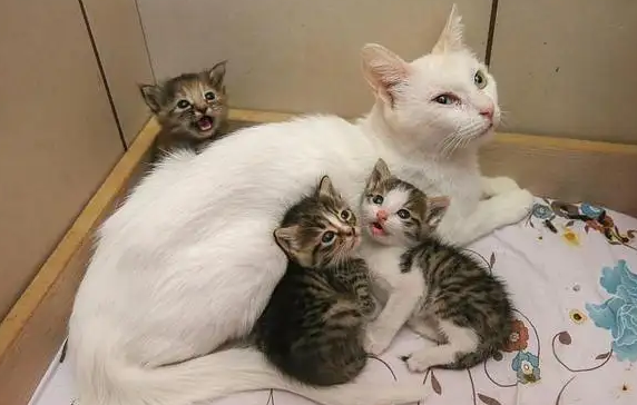 猫怀孕会孕吐吗多久