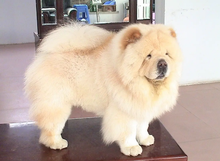 小型松狮犬多少钱一只 小型松狮犬多少钱一只