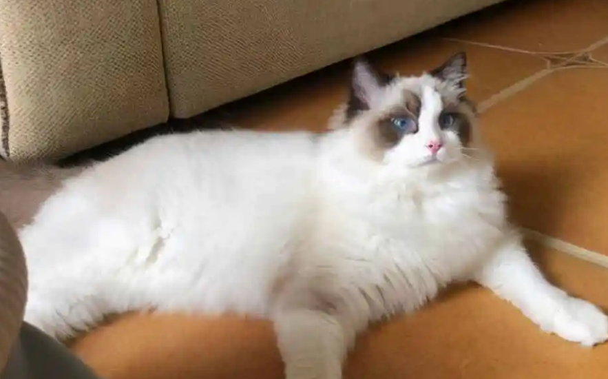 布偶猫品相分级