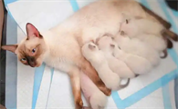 猫怀孕会吐么