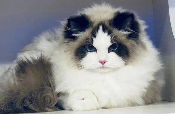 治疗猫咪口炎最有效的药 治疗猫咪口炎最有效的药