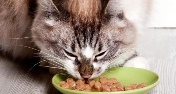 猫咪可以吃米饭和馒头吗