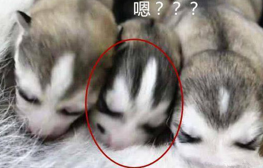 二哈生了10只崽子,其中一只让人笑到扶墙,感觉是带着任务来的 二哈生了10只崽子,其中一只让人笑到扶墙,感觉是带着任务来的