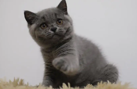 蓝猫英短吃什么猫粮好
