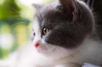 春季猫咪掉毛很严重怎么办