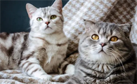 如何分辨公猫母猫