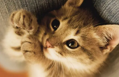 猫体外驱虫多久做一次比较好
