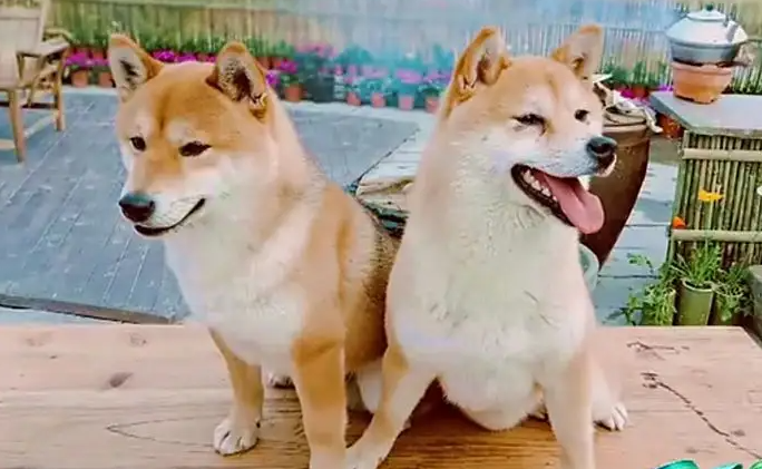 《向往的生活》 的狗，竟然是这个品种！