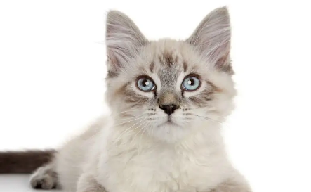 猫鼻子上长黑色结块怎么办