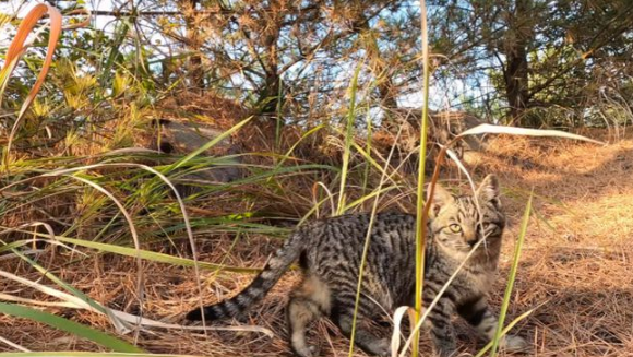 爬山时偶遇一窝流浪猫，大叔本想顺走小麻猫，下山后却被猫妈阻拦