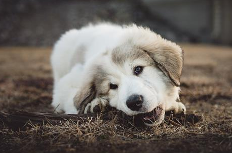 狗狗多大才能生育能力