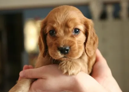 英国可卡犬怎么不叫?很可能是这些原因! 英国可卡犬怎么不叫?很可能是这些原因!