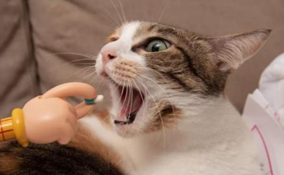 猫咪绝育前要驱虫吗