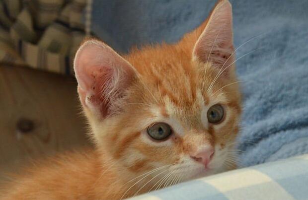 猫洗澡没有完全吹干会不会得猫癣 猫洗澡没有完全吹干会不会得猫癣