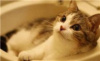 猫很多跳蚤怎么办