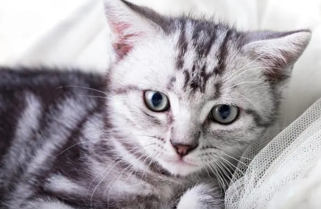 母猫怀孕10天最明显的征兆 母猫怀孕10天最明显的征兆