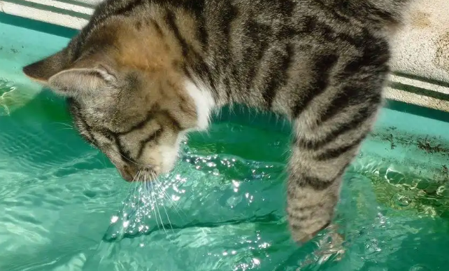猫咪为什么老把水扒洒?贪玩是天性 猫咪为什么老把水扒洒?贪玩是天性
